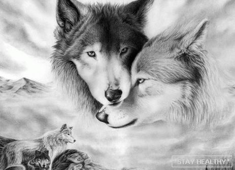 O čemu vukovi sanjaju